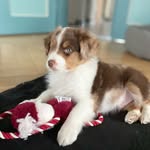 Eddie - @eddie.miniaussielove - Instagram