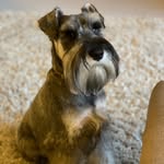 Eddie - @eddie_mini_schnauzer - Instagram