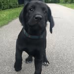 Eddie - @eddie.mosegaard - Instagram