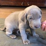 Eddie Murray-James - @eddiemj_weimaraner - Instagram