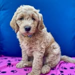 @eddieknicely - Instagram