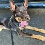 Noonbarra Eddie - @eddie_northshorekelpie - Instagram