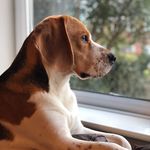 𝔼𝕕𝕕𝕚𝕖 𝕆𝕒𝕥𝕖𝕤 - @eddie_the_beagle_oates - Instagram