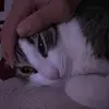 eddieocasio7 - @story.videos600 - TikTok