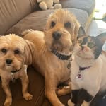 eddie + oliver + lulu 🐾 - @eddie.oliver.lulu - Instagram