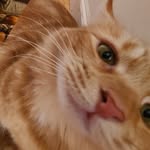 @eddieorangecat - Instagram