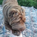 Эдди Отто Фом Рич - @eddieottovonrich12 - Instagram