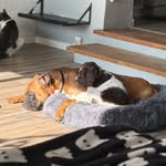 🐾 Eddie & Otto 🐾 - @eddieogotto - Instagram