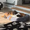 🐾 Eddie & Otto 🐾 - @eddieogotto - TikTok