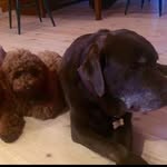 Eddie and Otto! - @eddie_and_otto - Instagram