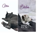 Eddie&Otto - @eddie_otto - Instagram