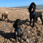 Julie Moorey - @otto_eddie_momo - Instagram
