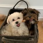Otto og Eddie - @otto.eddie - Instagram