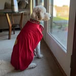 Eddie Overton - @supereddie_the_doodle - Instagram