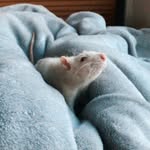 Eddie + smudgie - @the_real_pair_of_rats - Instagram