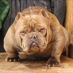 Eddie Parks - @holeshotbullys - Instagram