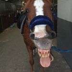 💙💙💙 - @perfecthorse.eddie - Instagram