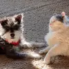 ed & pete - @eddie.pete_2321 - TikTok
