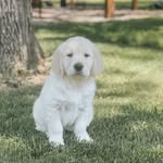 Eddie Petersen - @goodboyeddiepete - Instagram