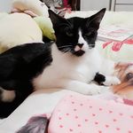 Eddie Queen - @eddiebabycat - Instagram