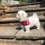 Ralph 🐶 - @adventure.of.ralph.and.eddie - Instagram