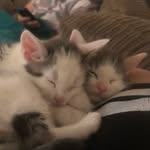 Ralph & Eddie - @ralph_and_eddie - Instagram