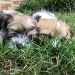 Ralph and Eddie - @ralph.and.eddie - Instagram