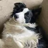 perrito bailando LA CONSENTIDA - @.xeddierandom - TikTok