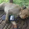 nat - @eddierap1 - TikTok