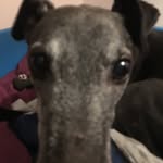Eddie Rees - @poolieboy - Instagram