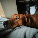 Eddie | Rhodesian Ridgeback - @eddie_theridgeback - Instagram