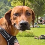 @ridgeback_eddie - Instagram