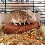 Eddie & Roger Rennmaus - @eddierogerrennmaus - Instagram