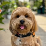 Eddie The Plant Shack Dog - @eddieattheplantshack - Instagram