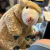 Ed Shear’in - @ed.shear_in - TikTok
