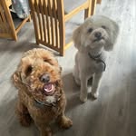 Eddie shearing - @eddie_shearing - Instagram