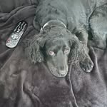 Margaret Whelan - @eddie.the.sprocker_sheffield_ - Instagram