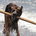 Eddie Holmquist - @eddie_the_german_shepard - Instagram