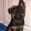 Eddie the German Shepard :) - @eddie_thegermanshepard - TikTok