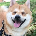 Eddie - @eddie_shiba - Instagram