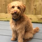 Eddie Shields - @eddie.the.mini.labdood - Instagram