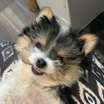 Eddie Shields - @wee_eddie_the_chorkie - Instagram