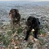 Eddie&Shiva - @eddie_shiva - TikTok