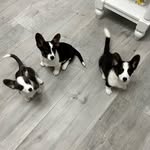 Eddie, Crash y Sid - @eddiecrashsidcorgis - Instagram