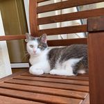 Eddie, Neo und Sid - @drei_kater_nebst_mitbewohner - Instagram