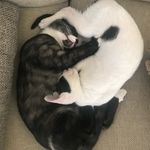 Sid & Eddie - @sid_and_eddie - Instagram