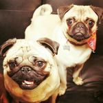 Sid+Eddie - @sideddiethepugs - Instagram