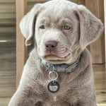@silver_lab_eddie - Instagram
