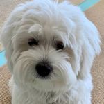 Eddie Snow Oahu - @eddiesnowmalshi - Instagram