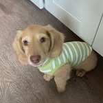 Eddie - @eddiespaghetti101 - Instagram